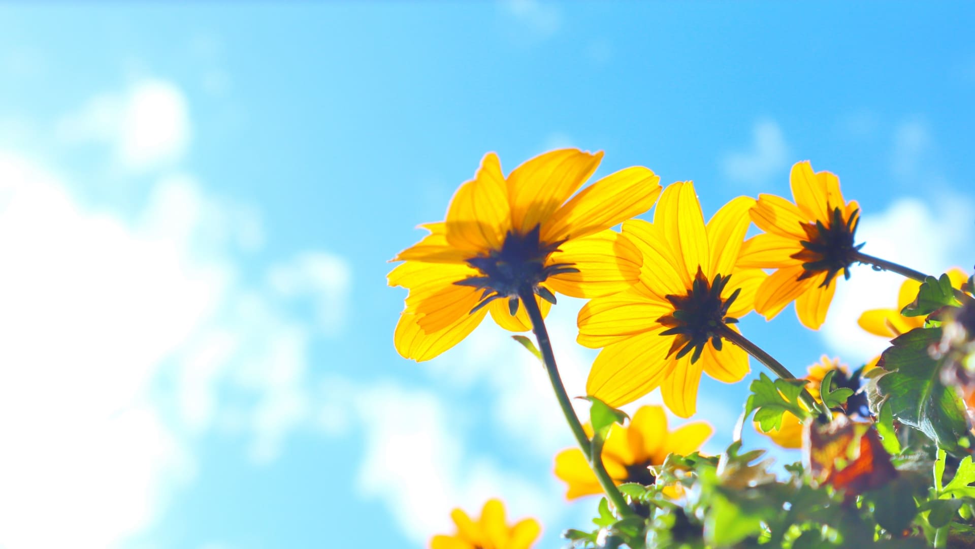 黄色い花と青空